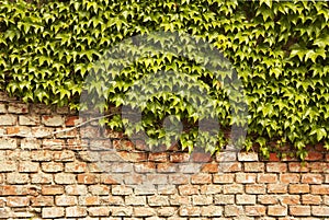 Ivy wall