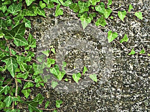 Ivy on a wall