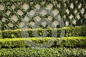 Ivy Wall