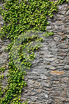 Ivy on a wall