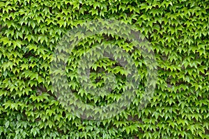 Ivy wall background