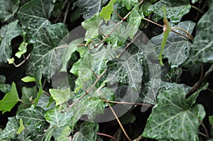 Ivy wall covered with dew on warm and sunny day