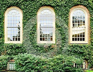 Ivy wall in Harvard