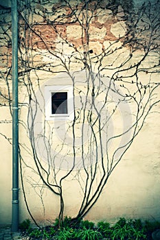 Ivy on a wall