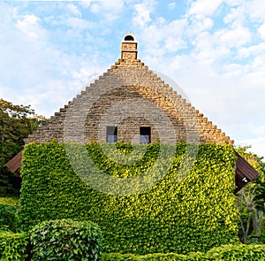 Ivy wall of house in Tihany, Hungary