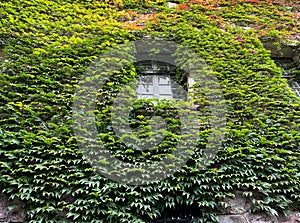 Ivy on the wall of the Imperial castle (Kaiser\'s Castle) in Poznan, Poland