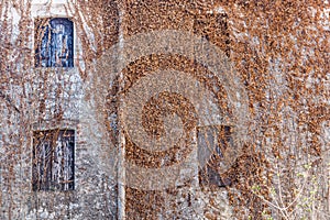 Ivy Wall Italian Farmhouse