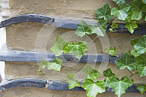 Ivy on the wall in the Korean garden