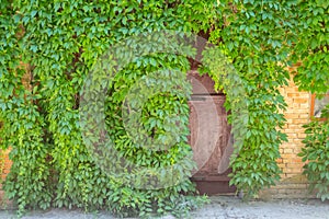 Ivy on the wall in n the dendrological garden of the unique Askania Nova reserve. Kherson region. Ukraine