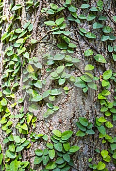 Ivy on the wall naturally