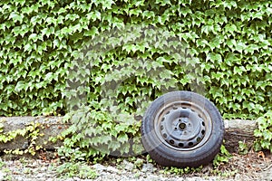 Ivy wall and old wheel