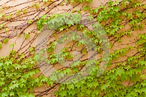 Ivy on the Wall