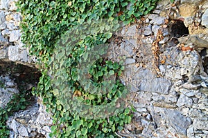 Ivy on walls of Beckov castle