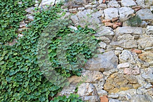 Ivy on walls of Beckov castle