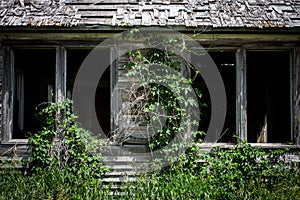 Ivy and weeds overgrowing an old wood clad homestead