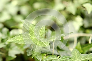 Ivy, wilica Hedera - creeping shrubs that cling with their adventitious roots to walls, tree trunks photo