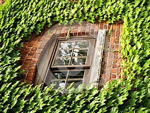 Ivy Window