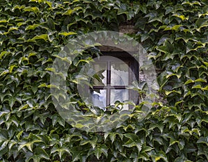 Ivy and Window France, in Burgundy