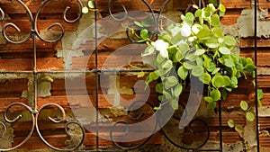 Ivy on a wrought iron fence, Brick wall background.