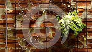 Ivy on a wrought iron fence, Brick wall background.