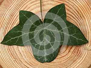 Ivyleaf on a board