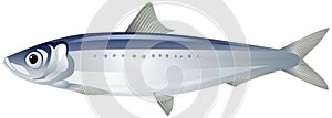 Iwashi Pacific Sardine Japanese Sardine or Iwashi Herring fish realistic vector illustration