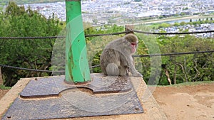 Iwatayama Monkey Park