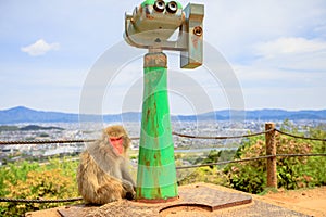 Iwatayama Monkey Park