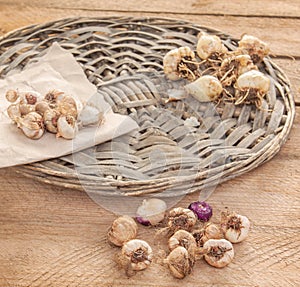 Ixia and muscari bulbs on a wooden table