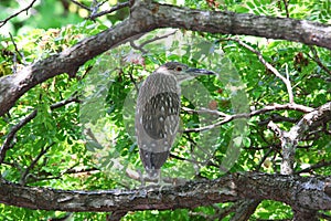 The ixobrychus bitterns are all small species.