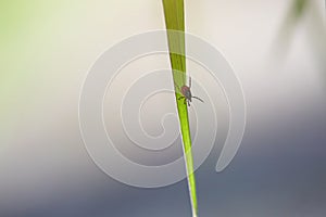 An ixod mite is sitting on a blade of grass. The concept of risk from the bite of a tick encephalitis, Lyme disease and other