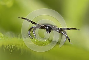 Ixode attacking sitting on a grass blade