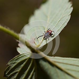 Ixodes scapularis