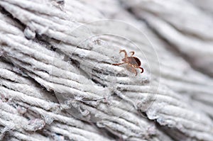 Ixodes scapularis or tick