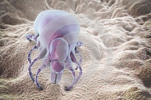 Ixodes tick, an arthropod responsible for transmission of bacterium Borrelia burgdorferi photo