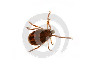 Ixodes tick isolated