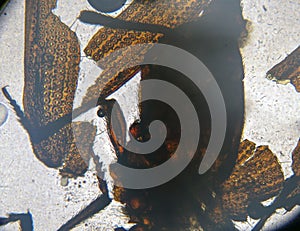 Ixodes tick, view from the microscope. tick in the laboratory