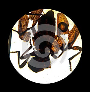 Ixodes tick, view from the microscope. tick in the laboratory