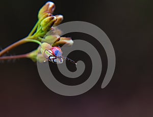 Ixodic tick close up. Macro photo