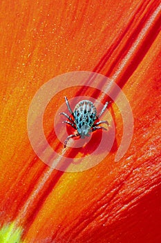 Ixodic tick on a red flower