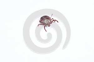 Ixodid, encephalitic live tick close-up on a white background, macro photography.