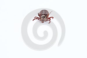 Ixodid, encephalitic live tick close-up on a white background, macro photography.