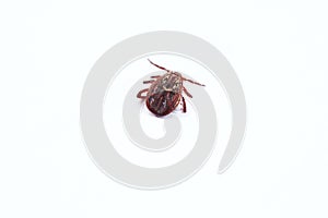 Ixodid, encephalitic live tick close-up on a white background, macro photography.