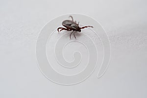 Ixodid, encephalitic tick close-up on a poor background, macro photography. photo