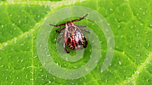 Ixodid tick crawls on a green leaf or blade of grass. Infectious disease carrier, terrible blood sucking crawling bug.