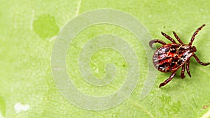 Ixodid tick crawls on a green leaf or blade of grass. Infectious disease carrier, terrible blood sucking crawling bug.