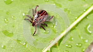 Ixodid tick crawls on a green leaf or blade of grass. Infectious disease carrier, terrible blood sucking crawling bug.