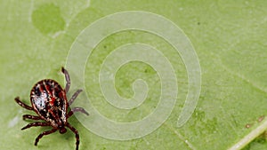 Ixodid tick crawls on a green leaf or blade of grass. Infectious disease carrier, terrible blood sucking crawling bug.
