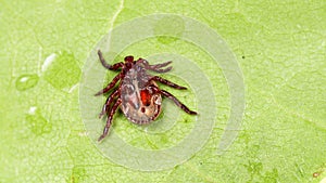 Ixodid tick crawls on a green leaf or blade of grass. Infectious disease carrier, terrible blood sucking crawling bug.