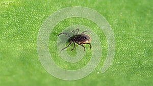 Ixodid tick crawls on a leaf or blade of grass